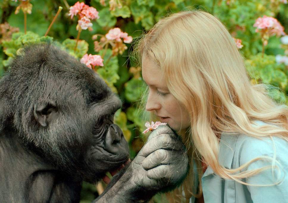 Gorilla the spirit animal the complete guide to Gorilla's symbolism