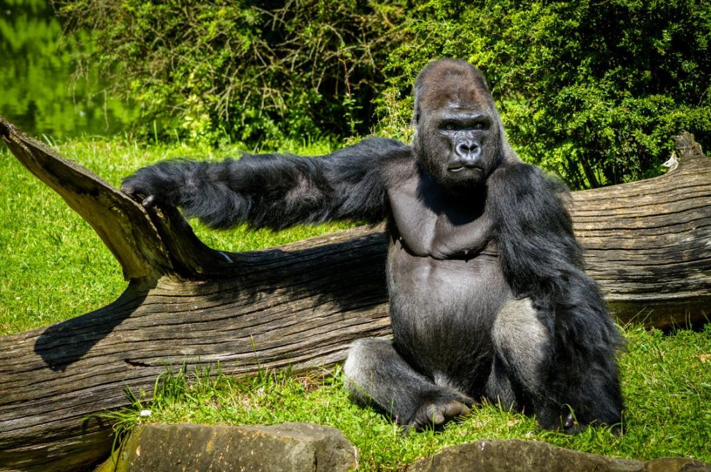 Understanding the Gorilla Spirit Animal Expert Psychics