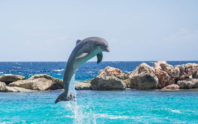 Dolphin Spirit Animal Signs