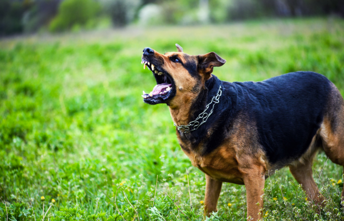 Dog Attacking
